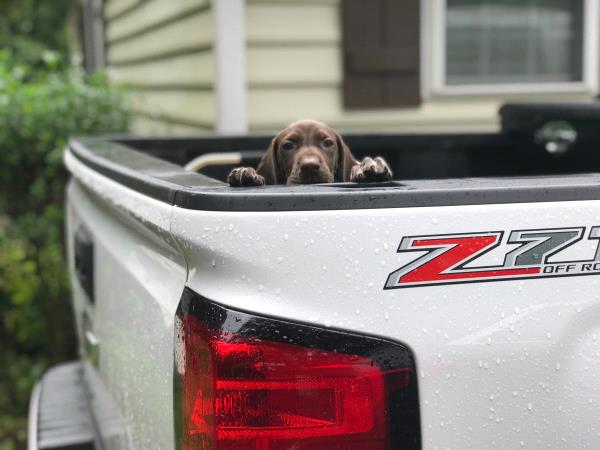 /Images/uploads/Southeast German Shorthaired Pointer Rescue/segspcalendarcontest2018/entries/8844thumb.jpg